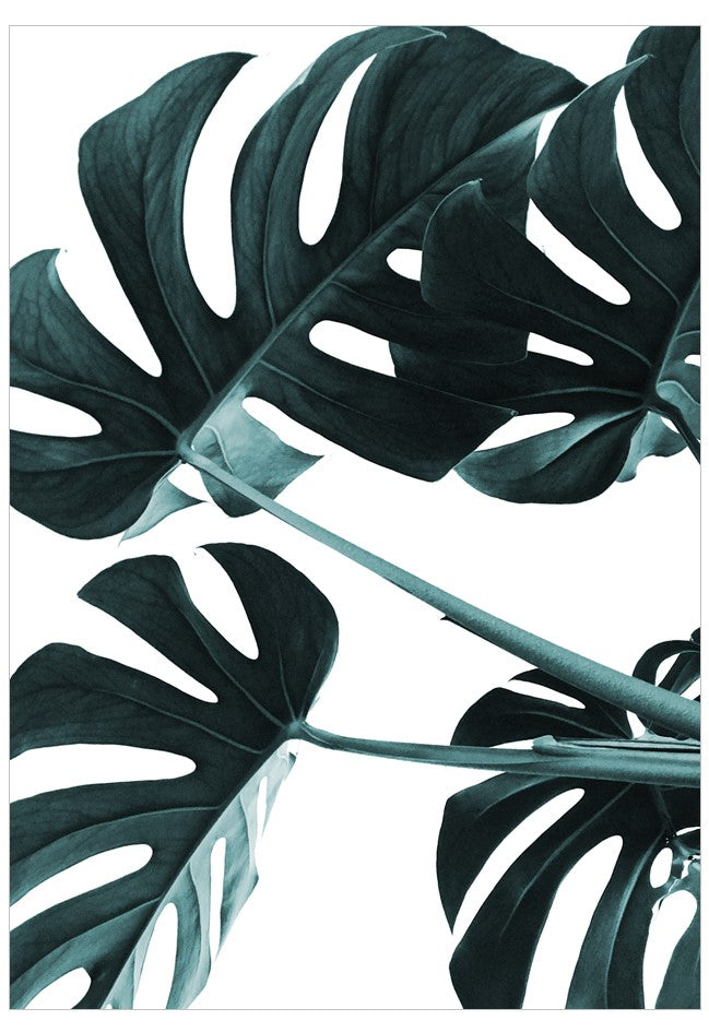 Close-up of a monstera leaf with a white background