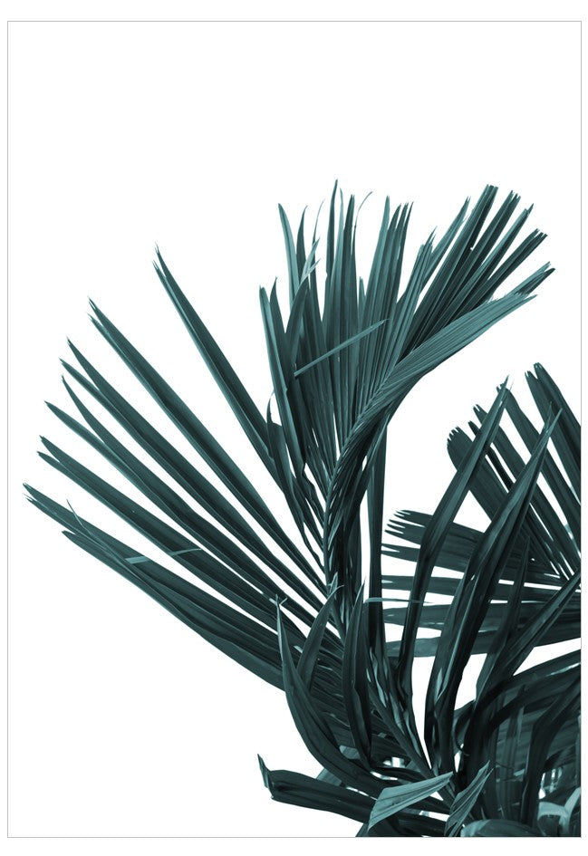 Close-up of green palm leaves on a white background