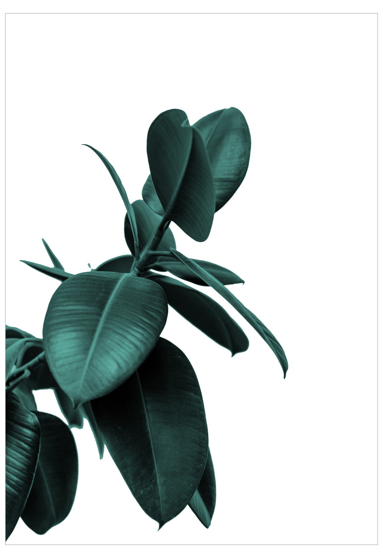 Ficus elastica plant with large green leaves on a white background