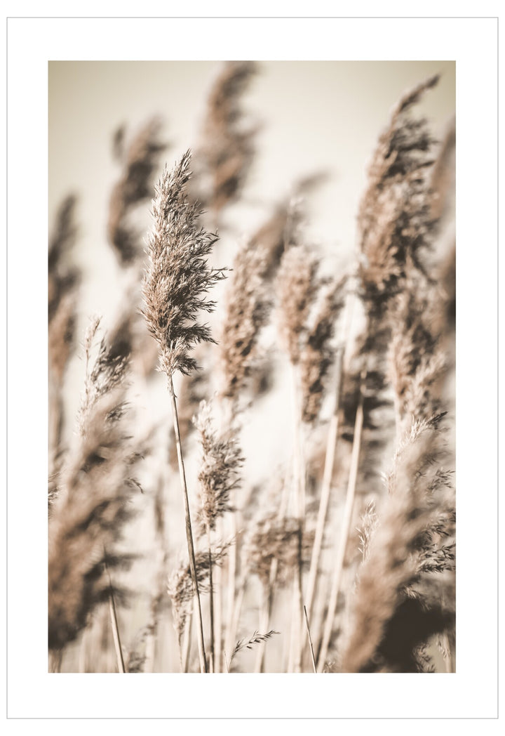 Close-up of dried reeds with a soft focus background