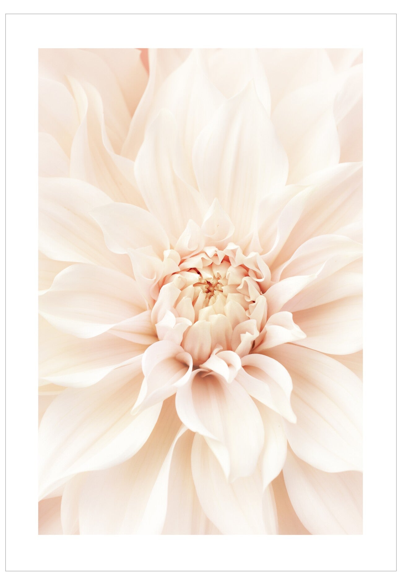Close-up of a soft pink flower with a white background