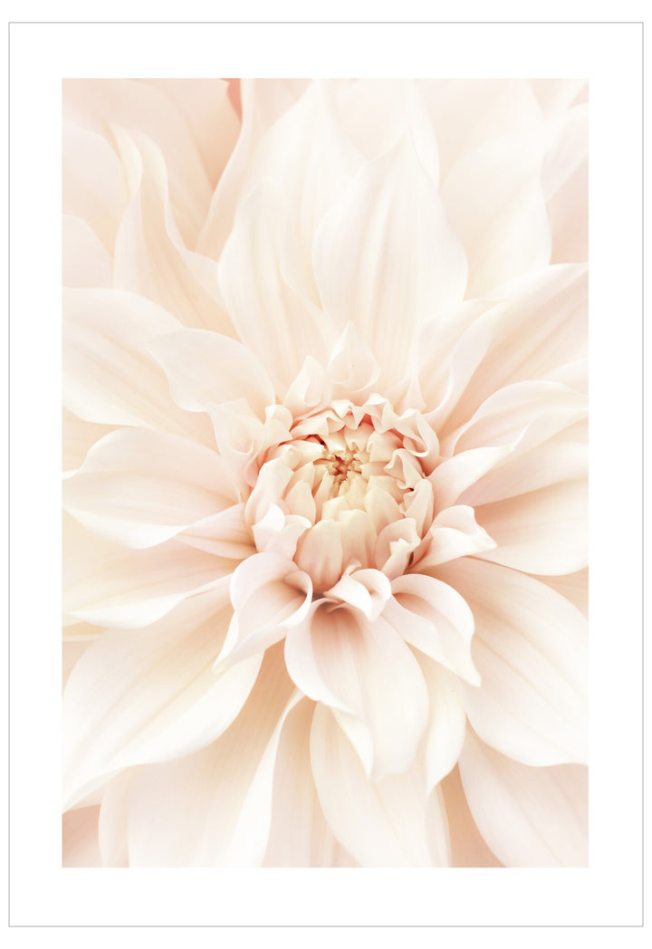 Close-up of a soft pink flower with a white background