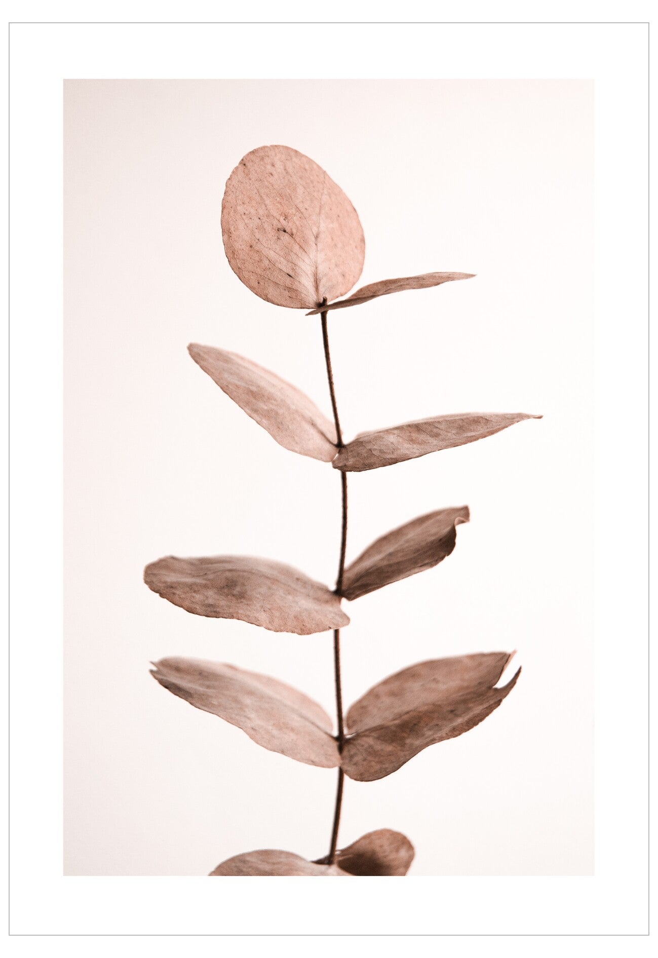 Dried eucalyptus branch on a light pink background