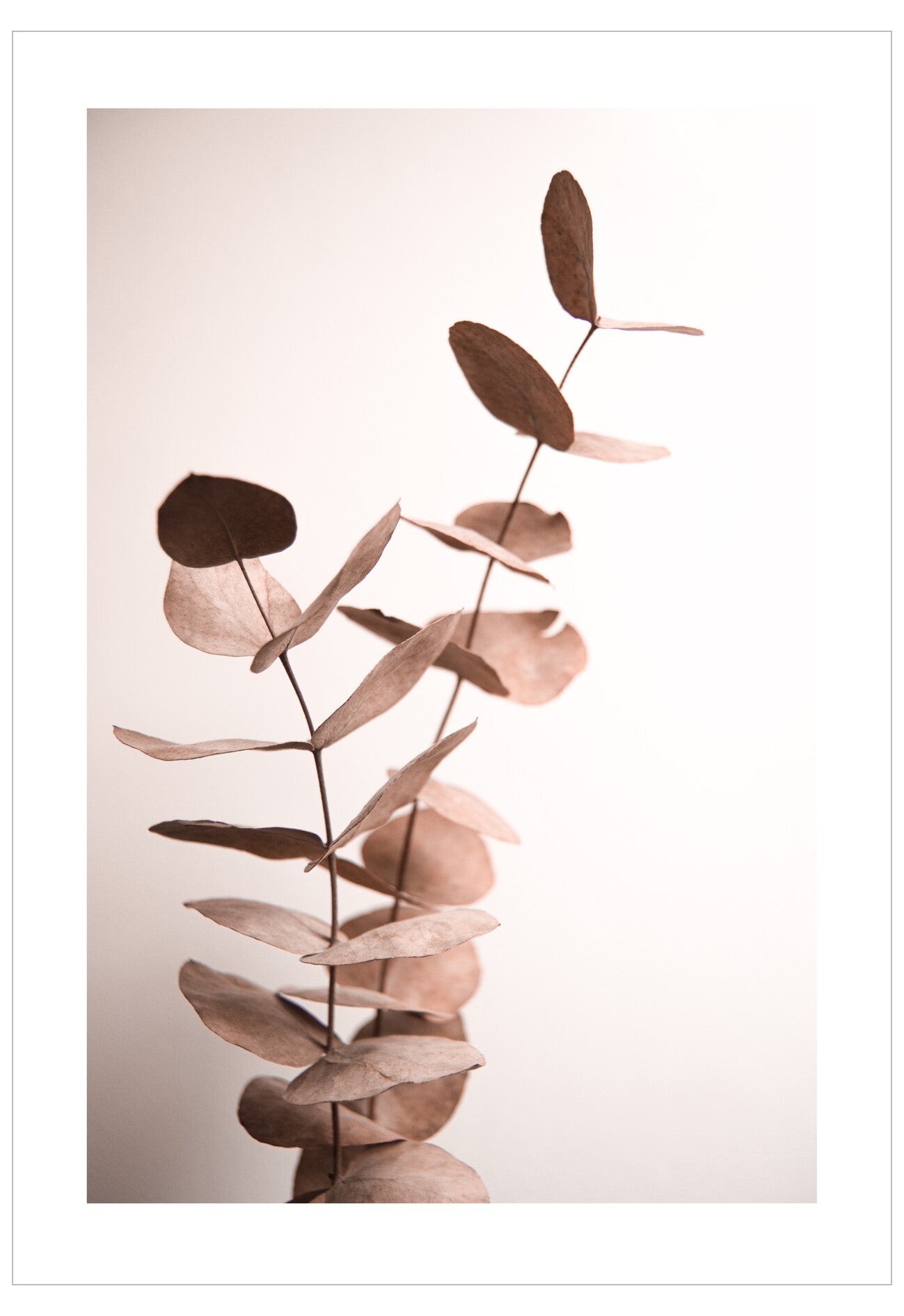 Decorative plant branch with brown leaves on a light pink background