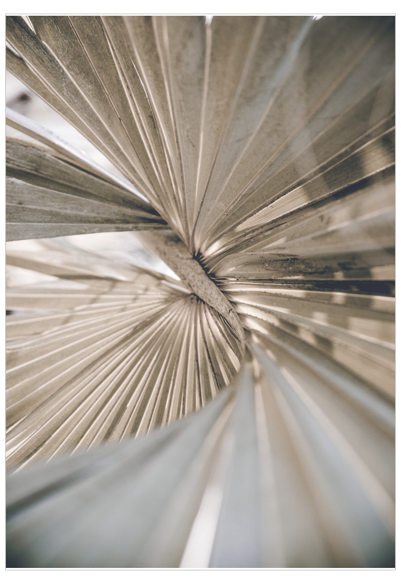 Close-up of a palm leaf with a radial pattern