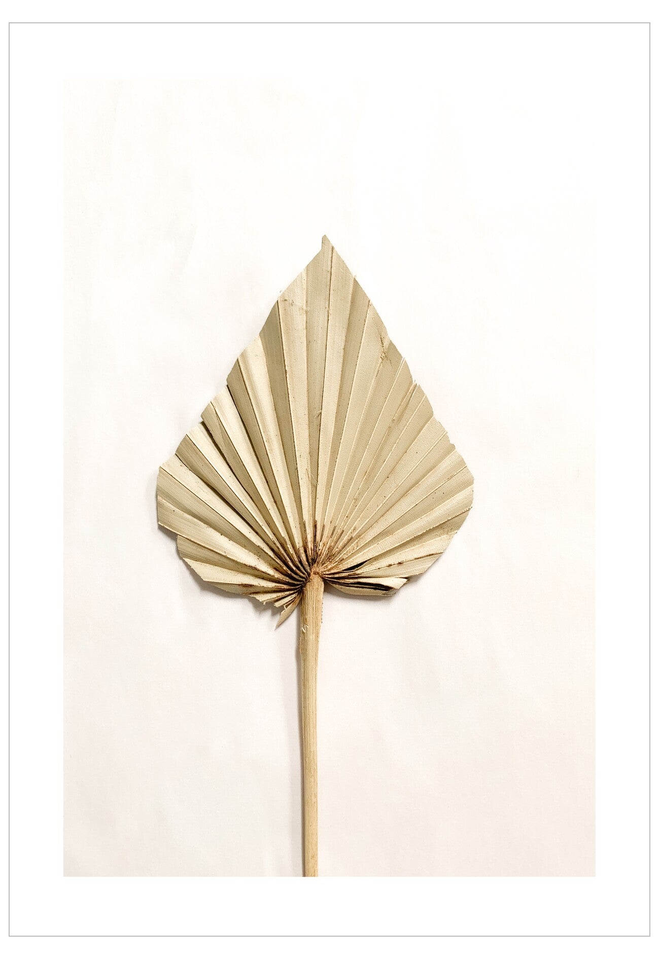 Decorative palm leaf on a white background