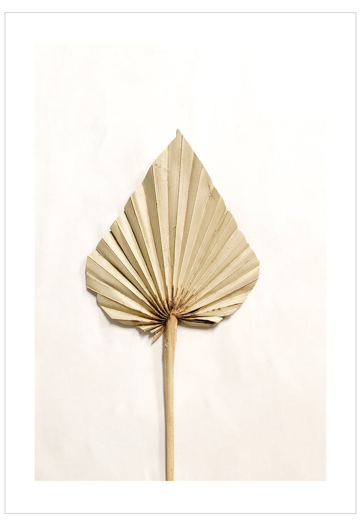 Decorative palm leaf on a white background
