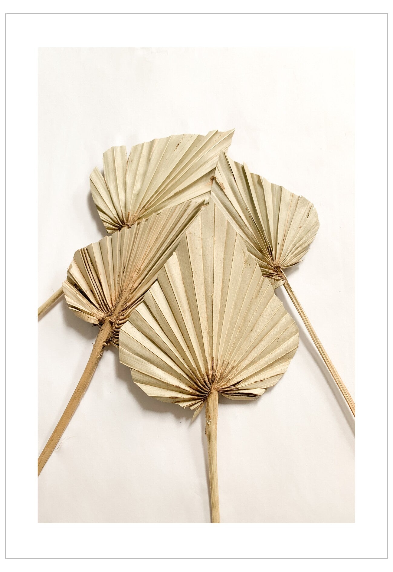 Three dried palm leaves tied together on a white background