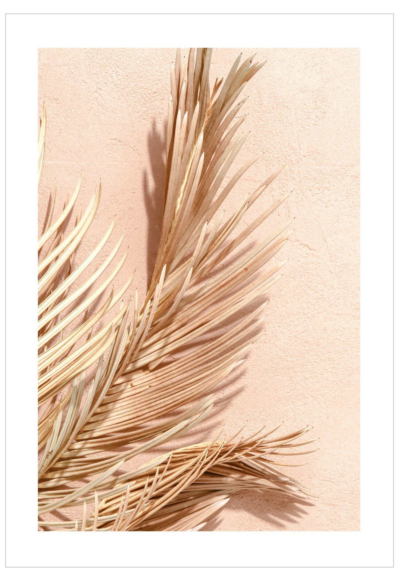 Dry palm leaf on a light pink background