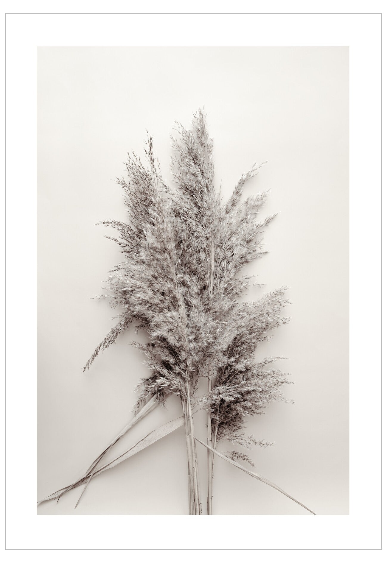 Dried pampas grass on a white background