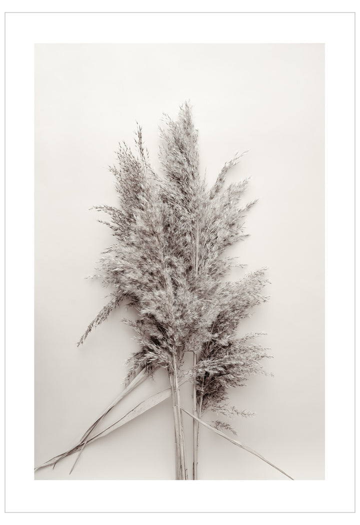 Dried pampas grass on a white background