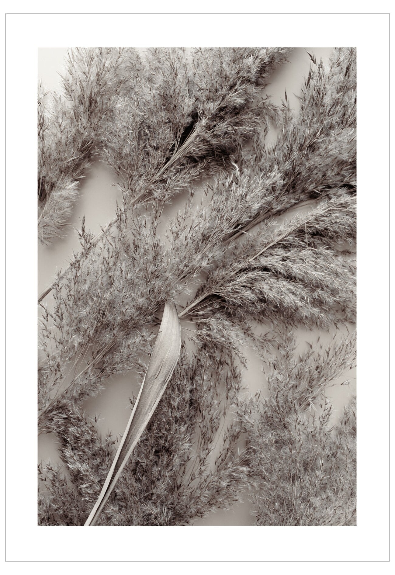 Close-up of dried plant material with a white background