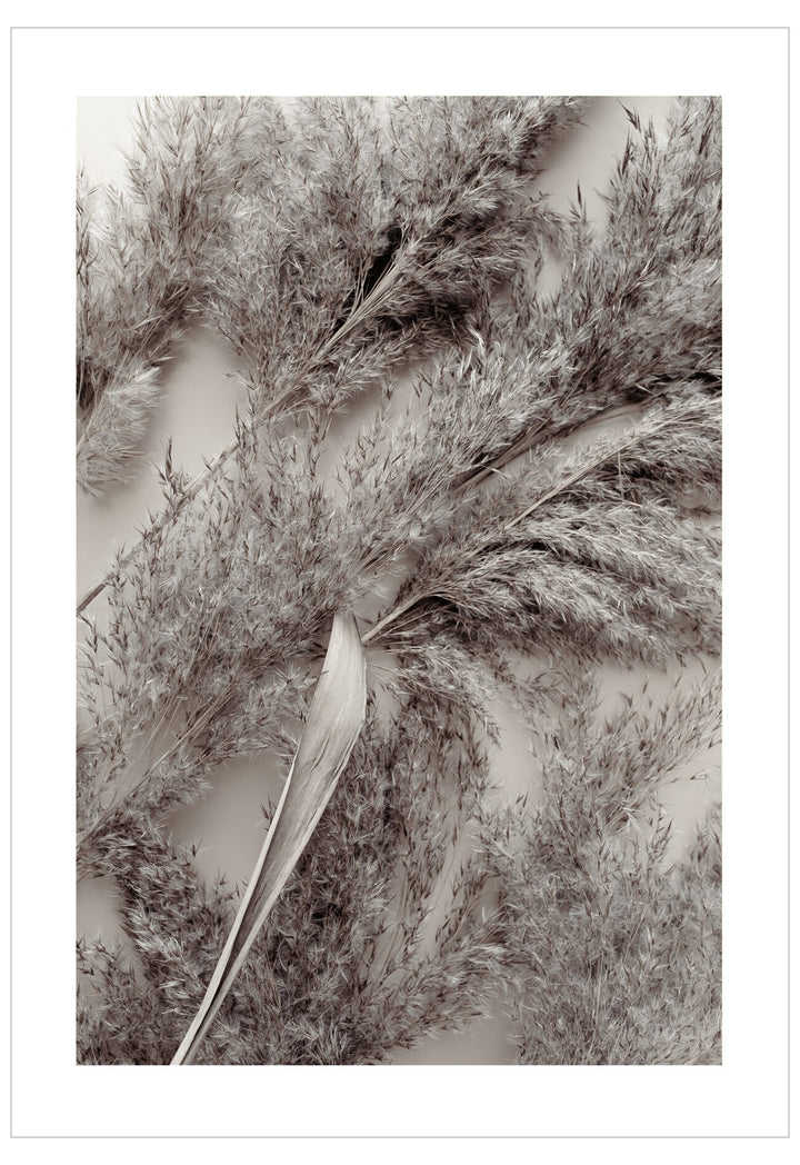 Close-up of dried plant material with a white background
