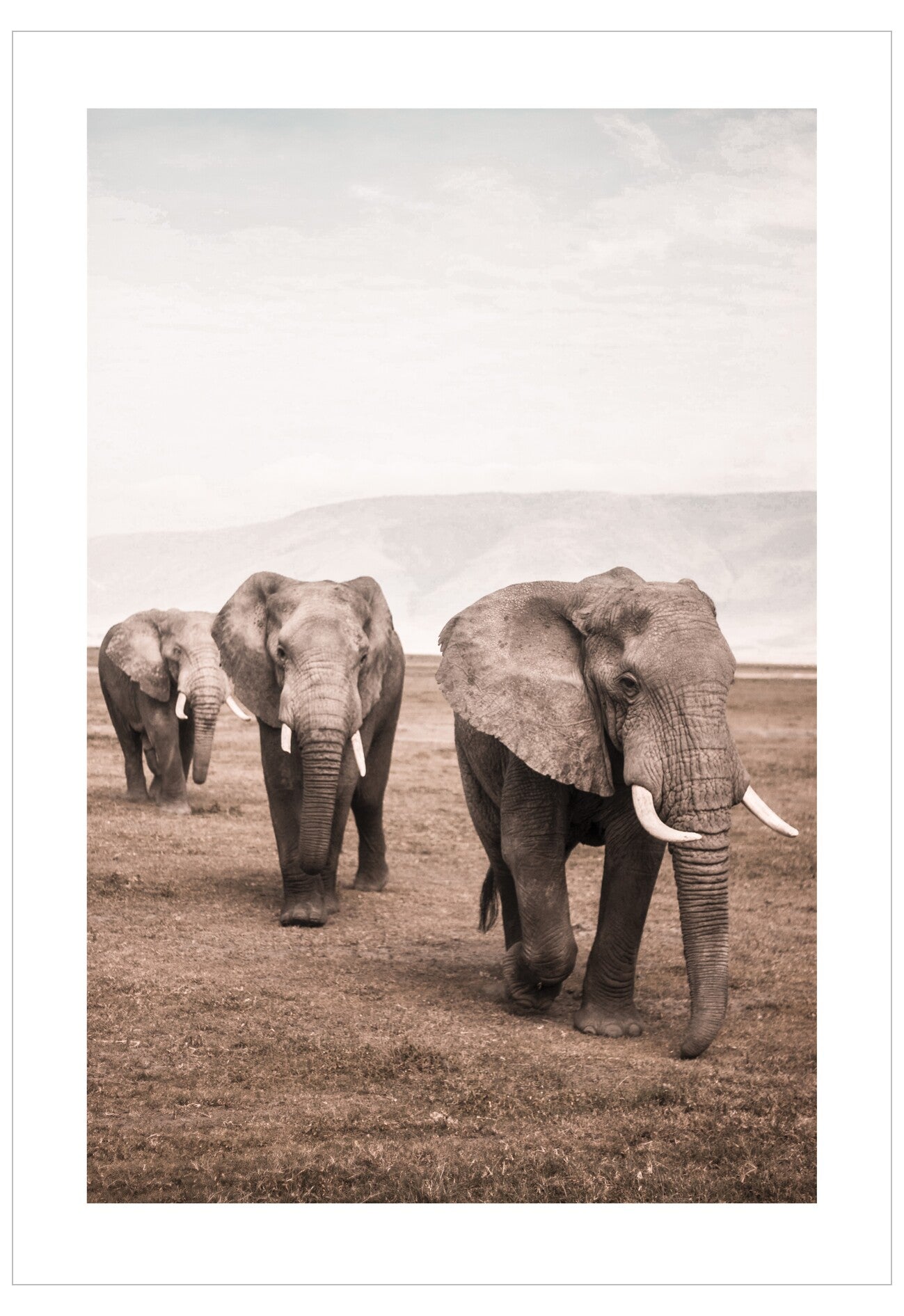 Three elephants walking together in a savannah landscape.
