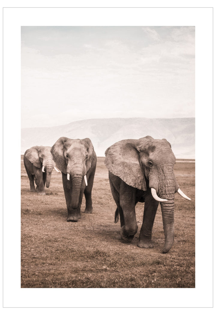 Three elephants walking together in a savannah landscape.