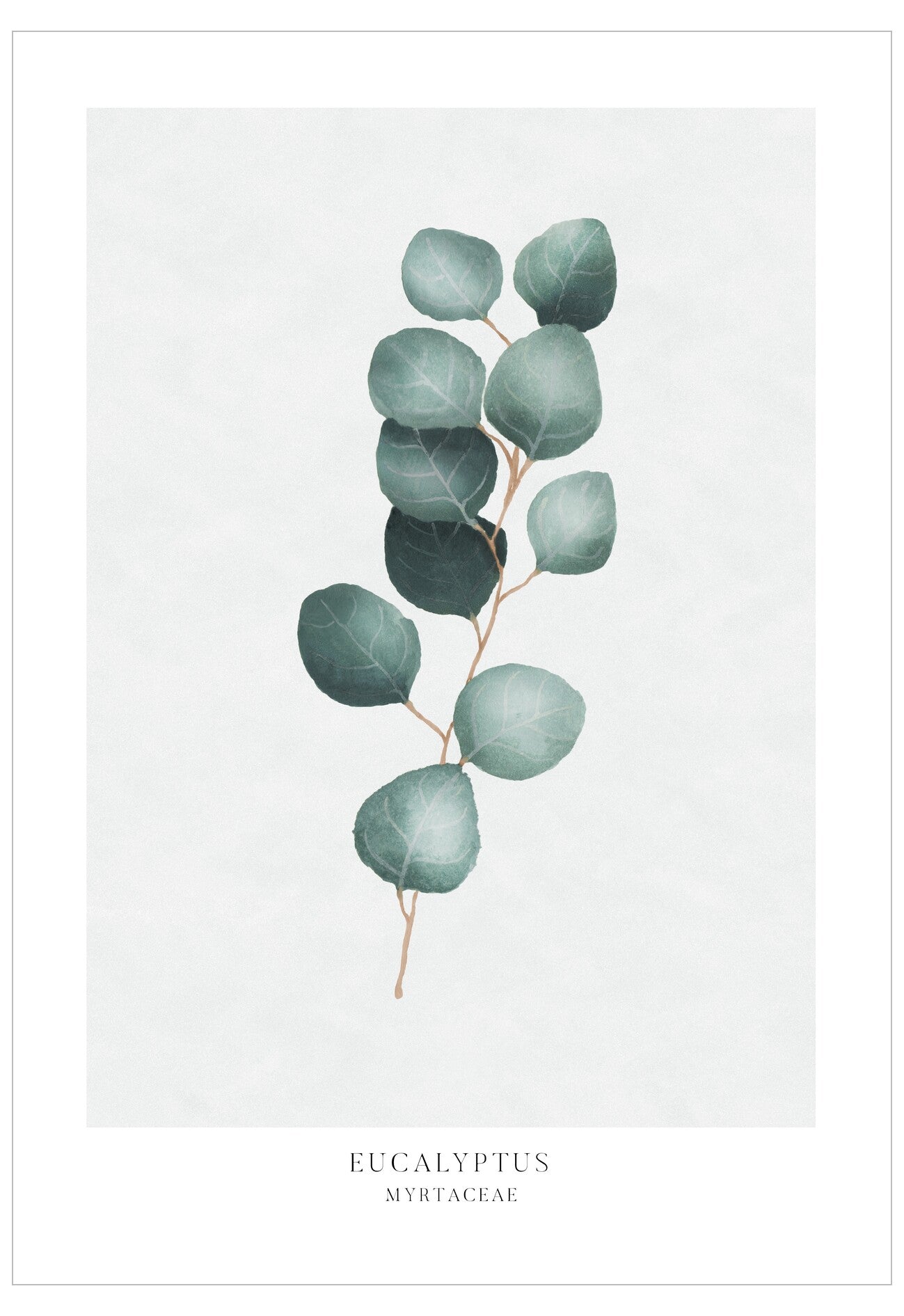 Illustration of eucalyptus leaves on a white background