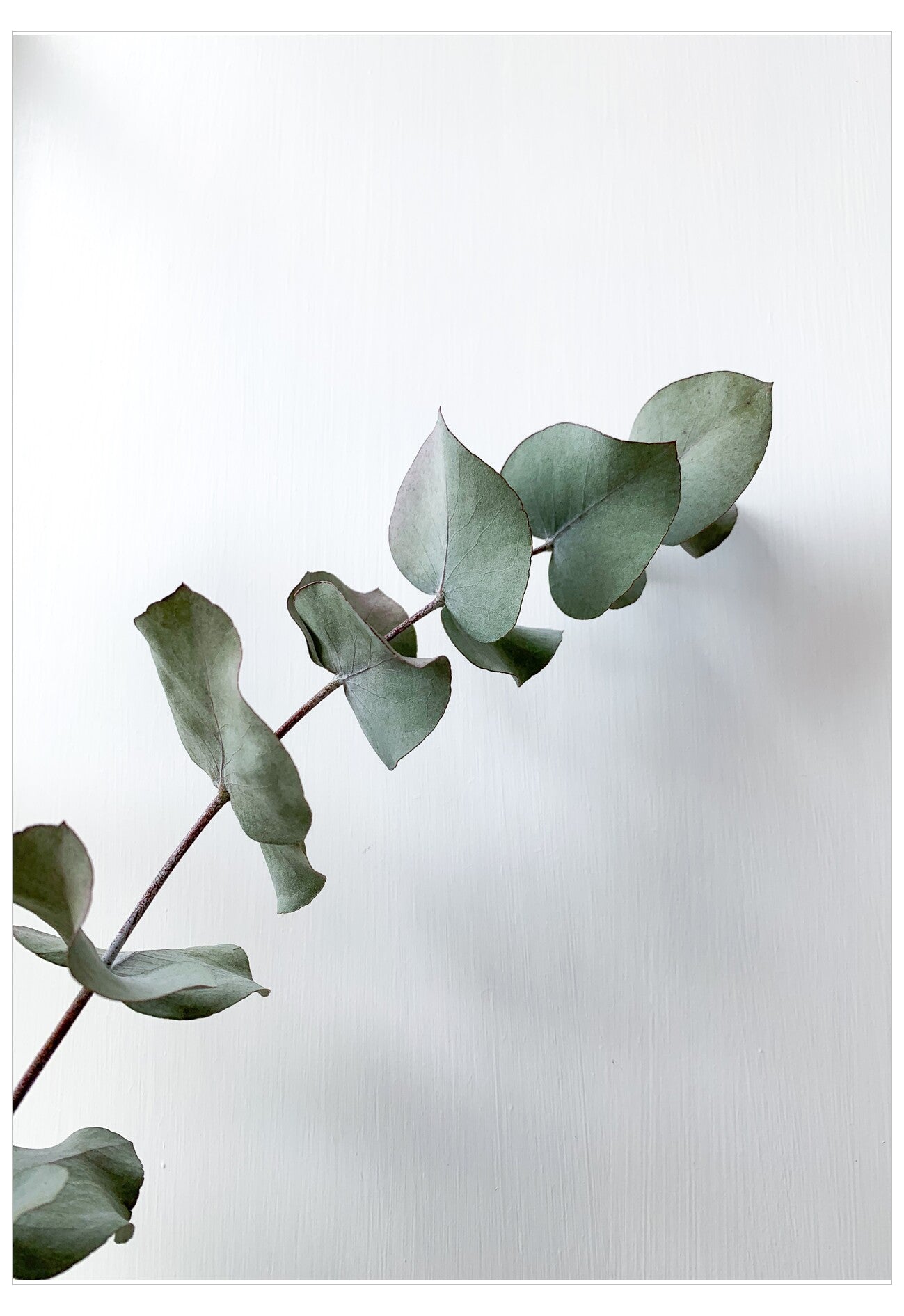 Green eucalyptus leaves on a light gray background