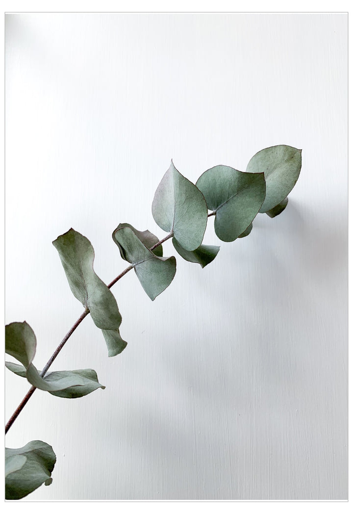 Green eucalyptus leaves on a light gray background