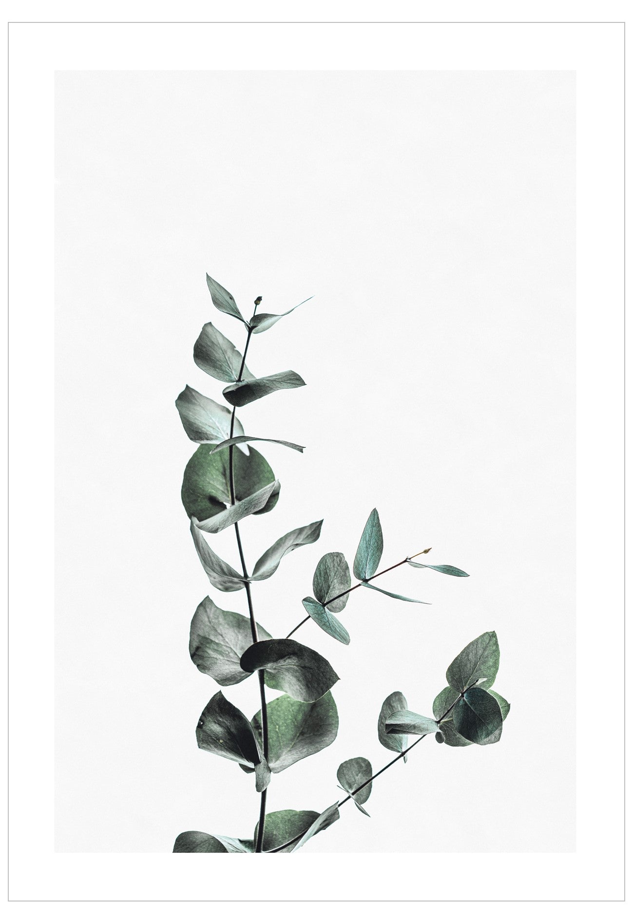 Botanical wall art print featuring a delicate eucalyptus stem with muted green-gray leaves on a white background, presented with a thin black border.