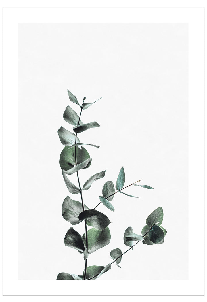 Botanical wall art print featuring a delicate eucalyptus stem with muted green-gray leaves on a white background, presented with a thin black border.