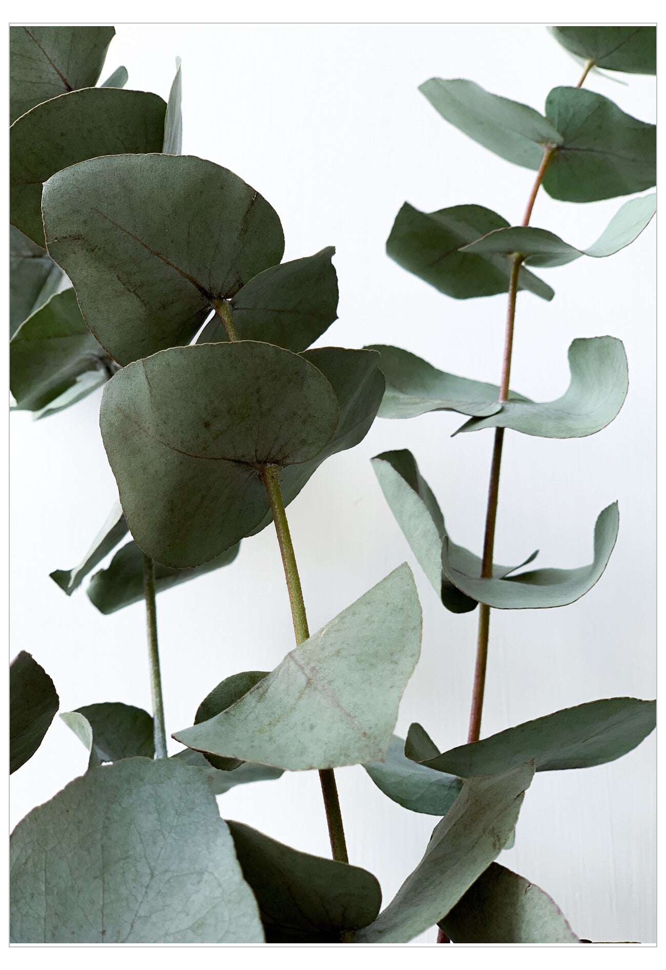 Close-up of eucalyptus leaves on a light background