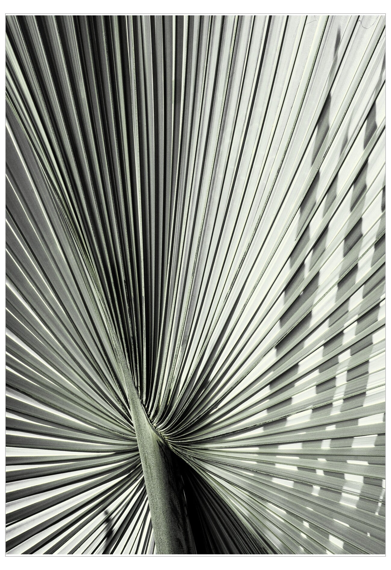 Close-up of a palm leaf with concentric patterns