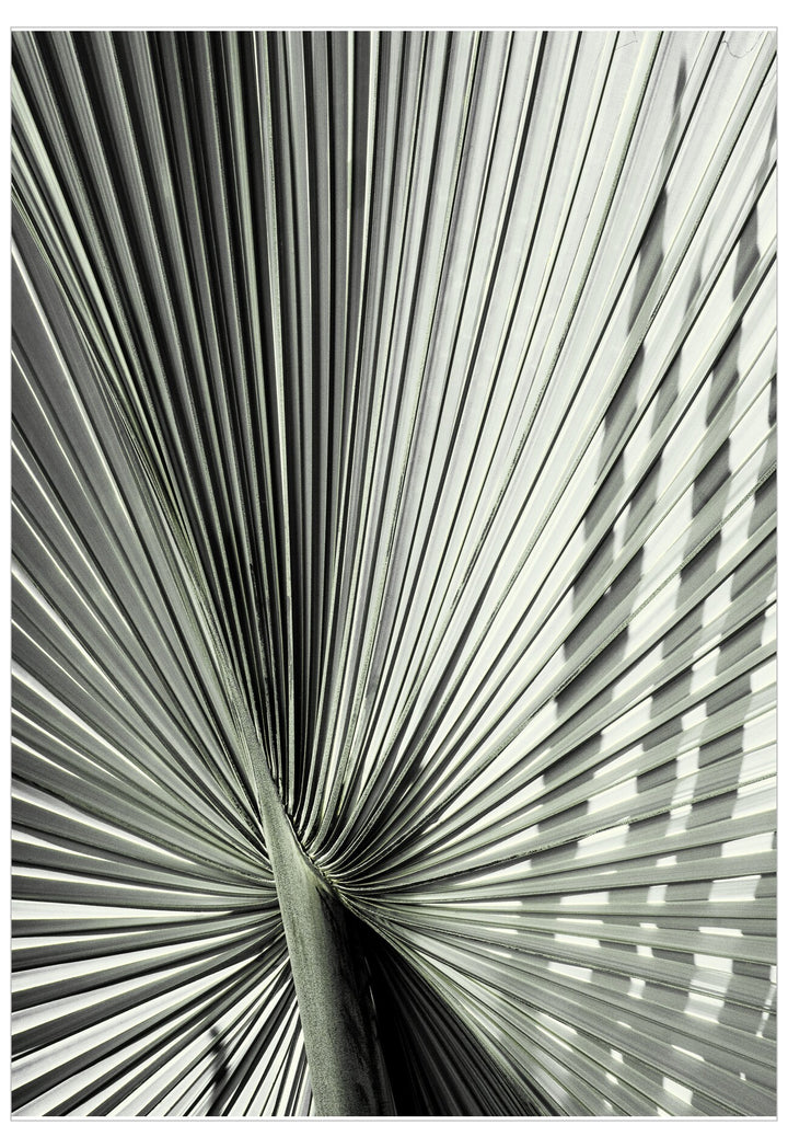 Close-up of a palm leaf with concentric patterns