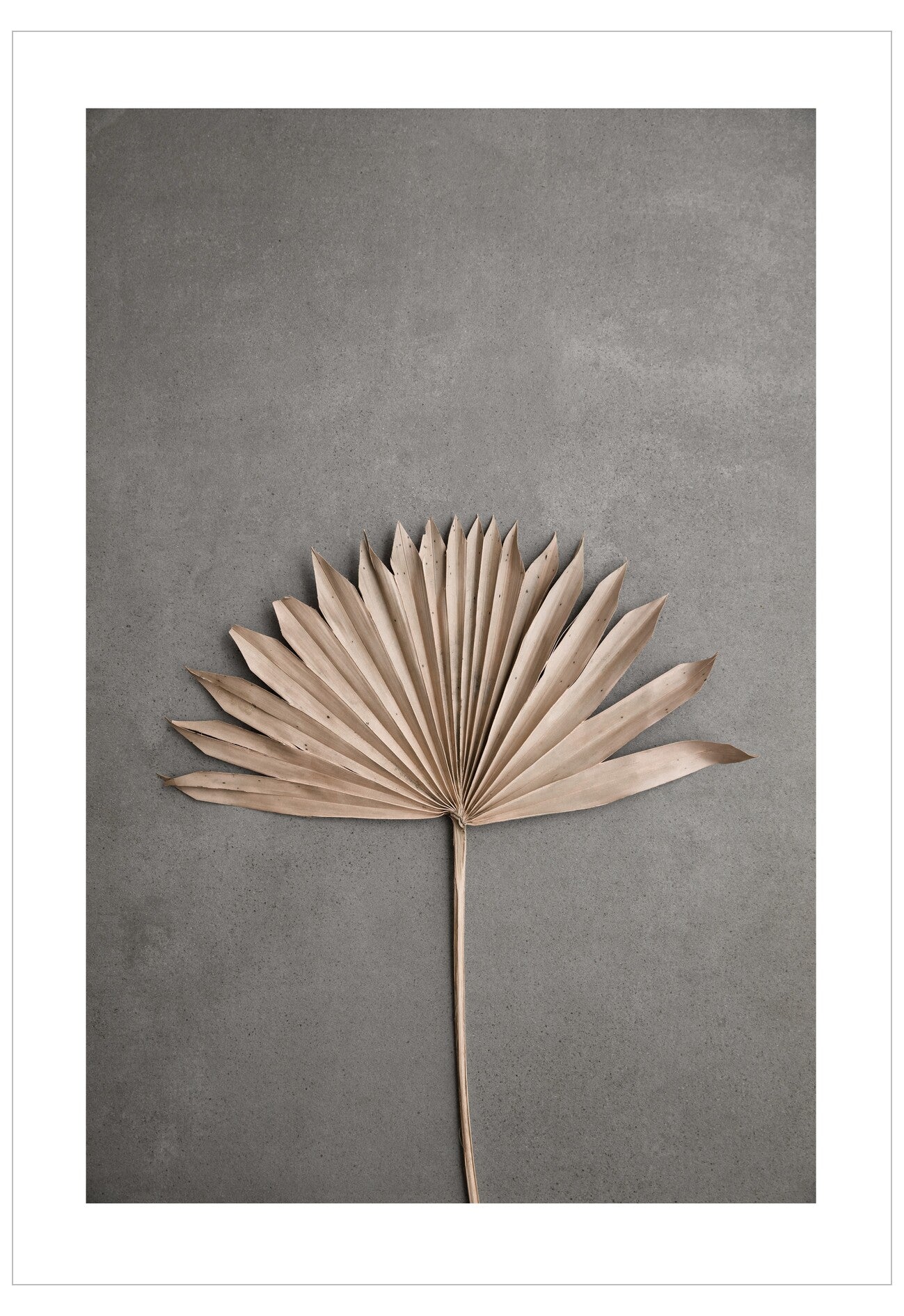 Dried palm leaf on a gray background