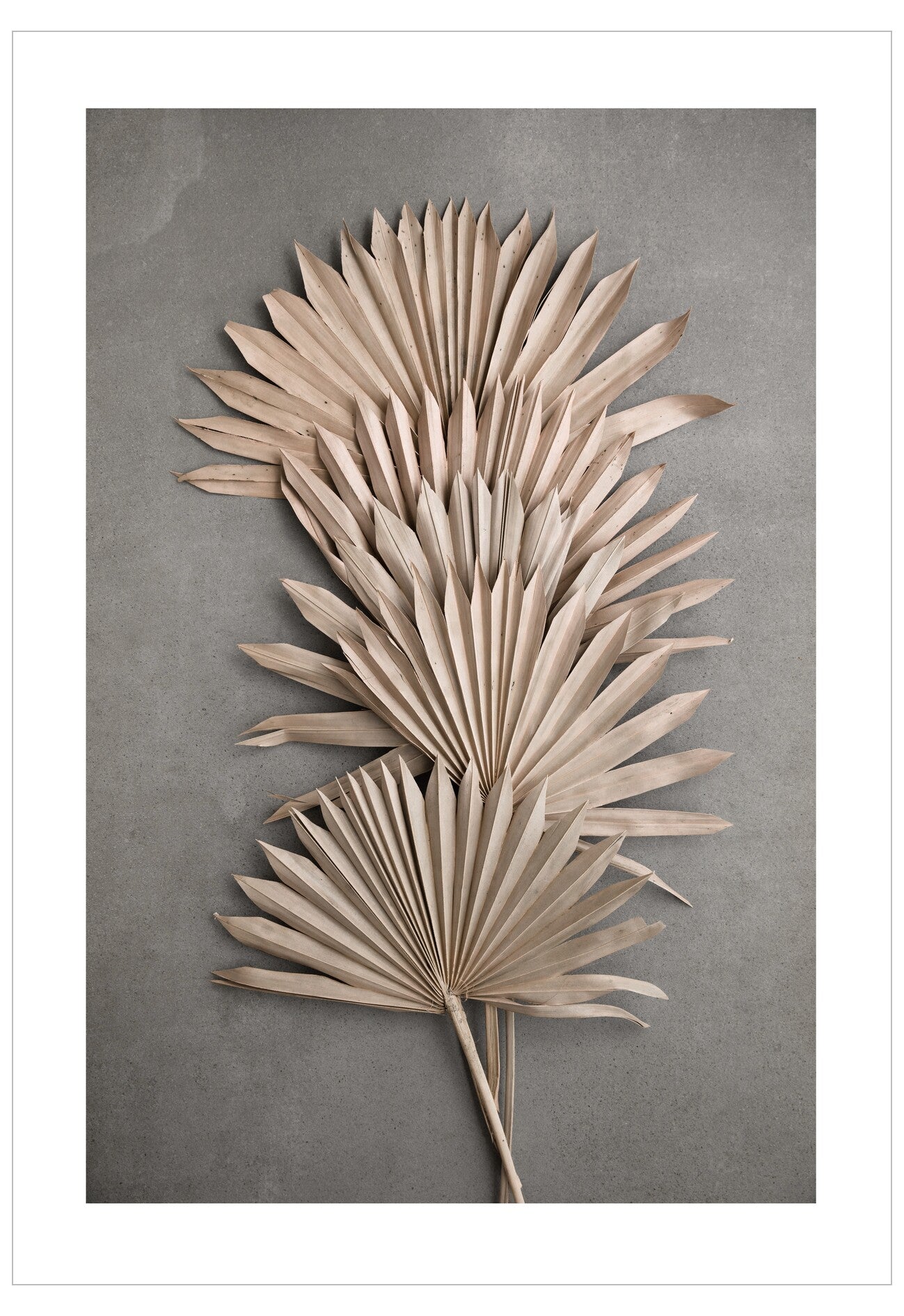 Decorative arrangement of dried palm leaves on a gray background