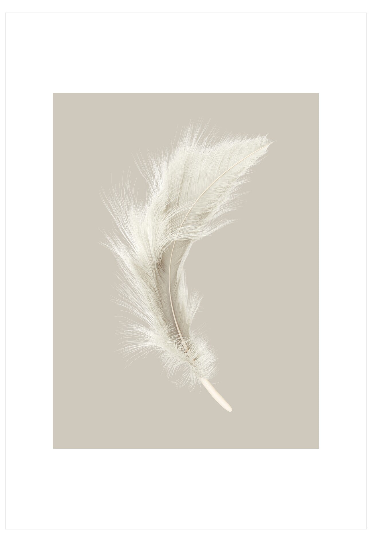 Single white feather on a beige background