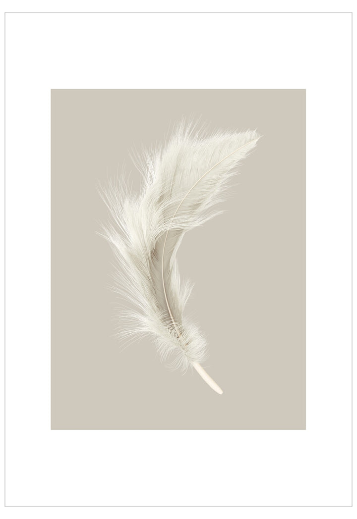 Single white feather on a beige background