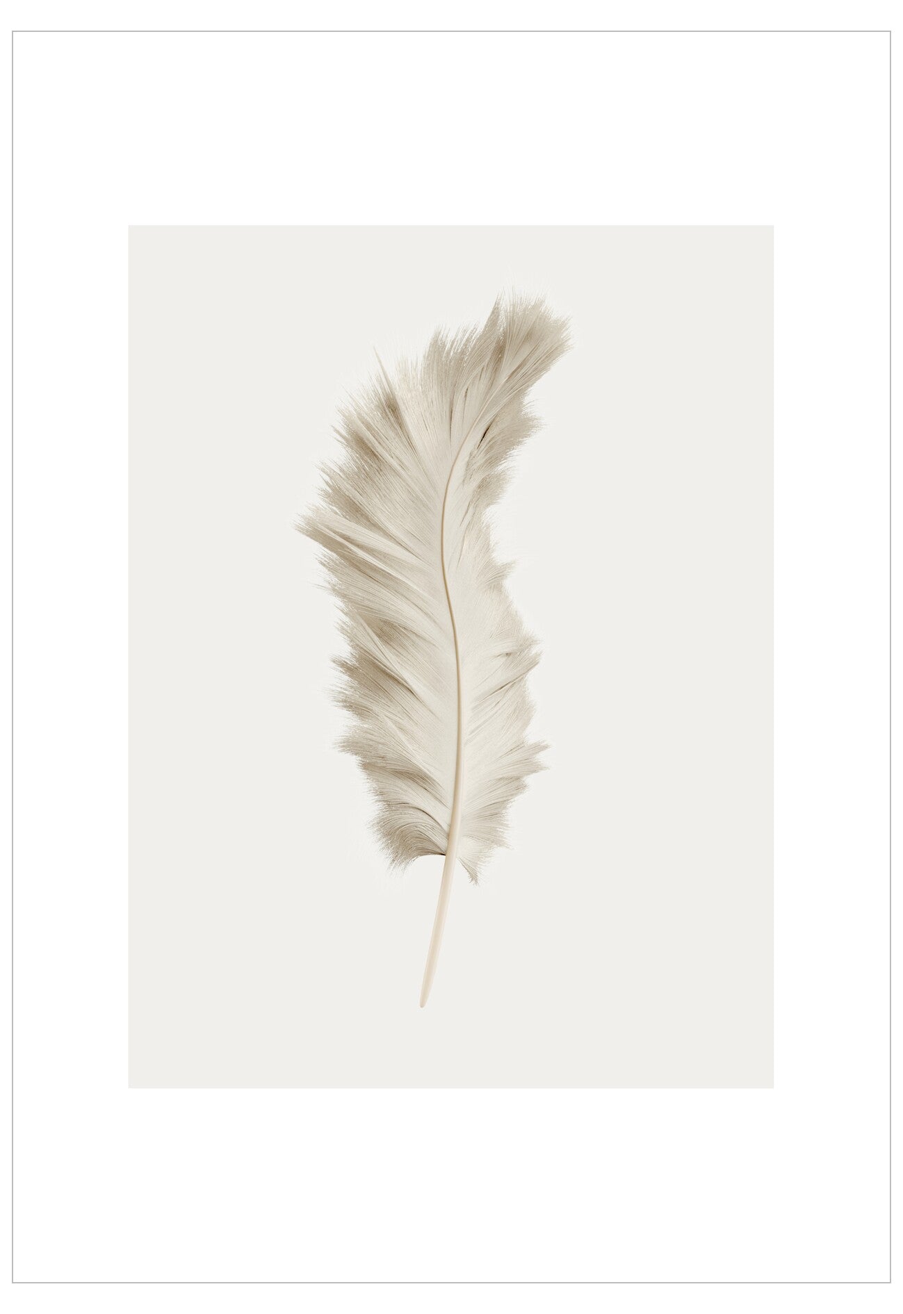 Single feather on a white background