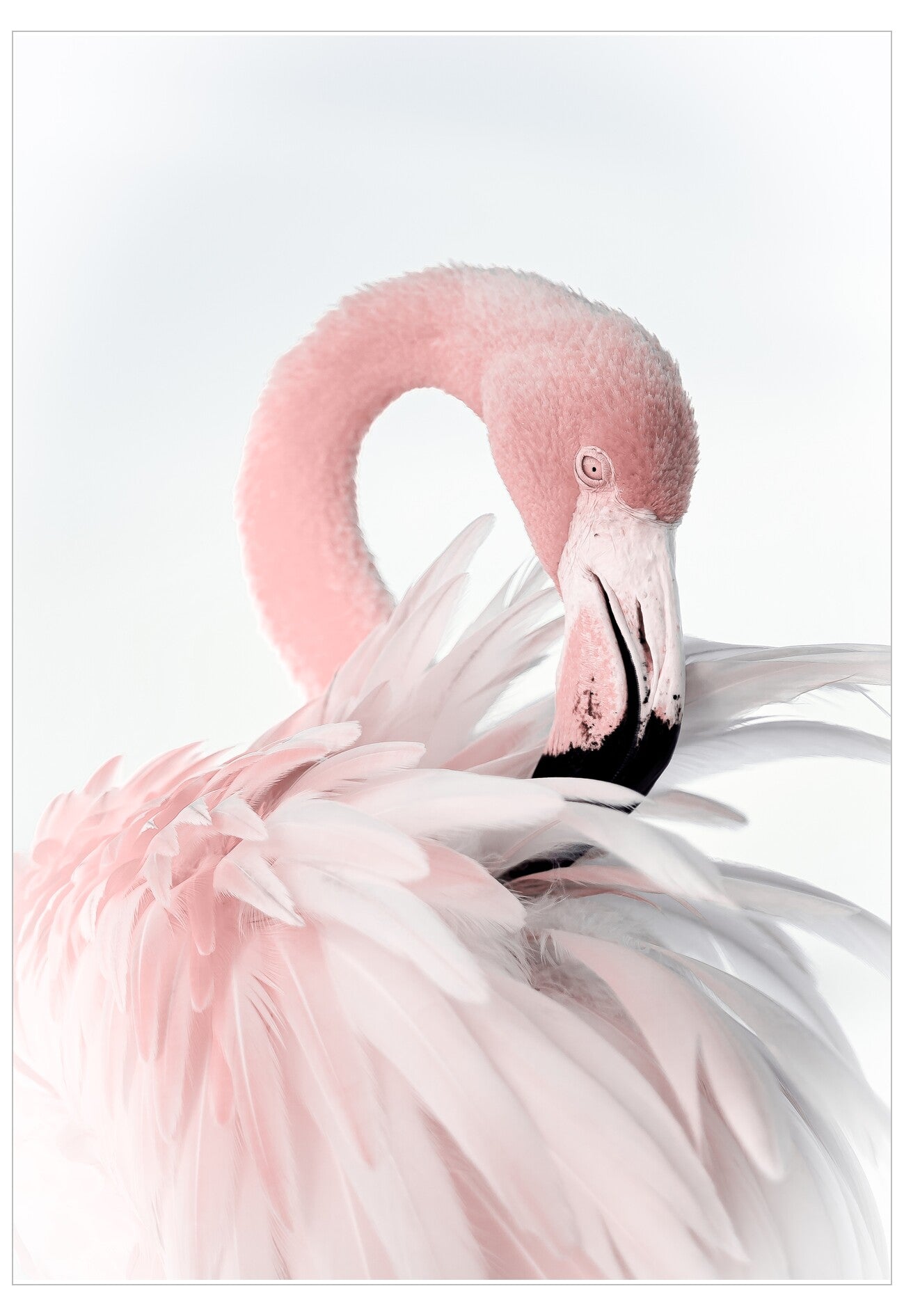 Close-up of a pink flamingo with a white background