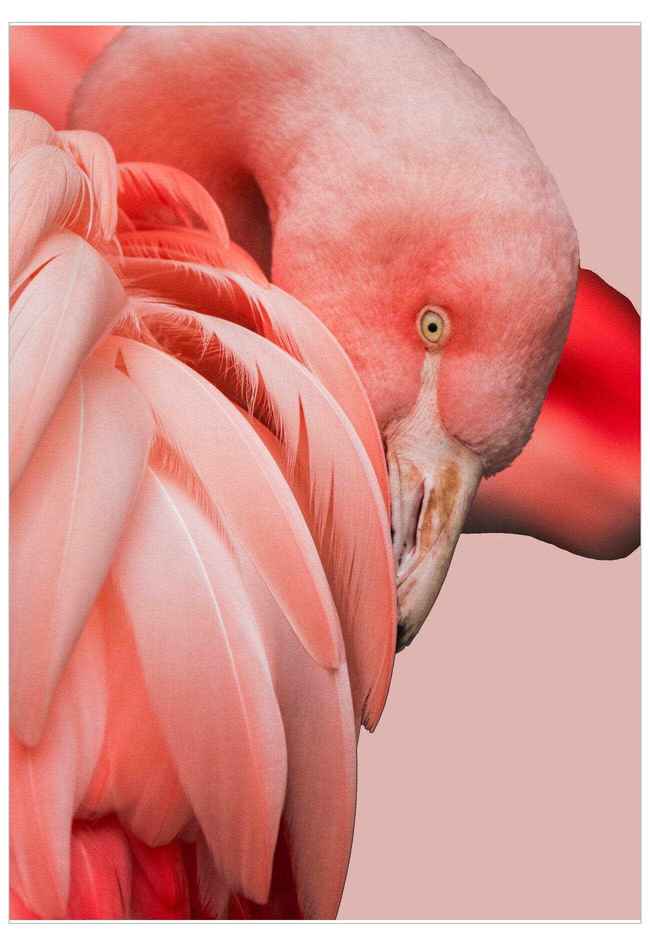 Close-up of a pink flamingo with a soft pink background