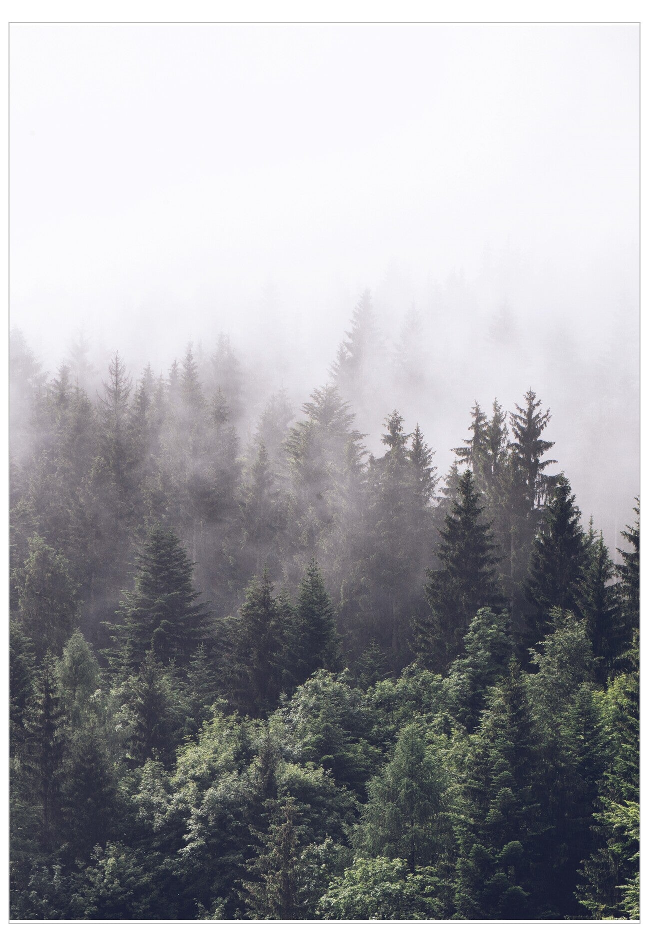 Forest with misty atmosphere