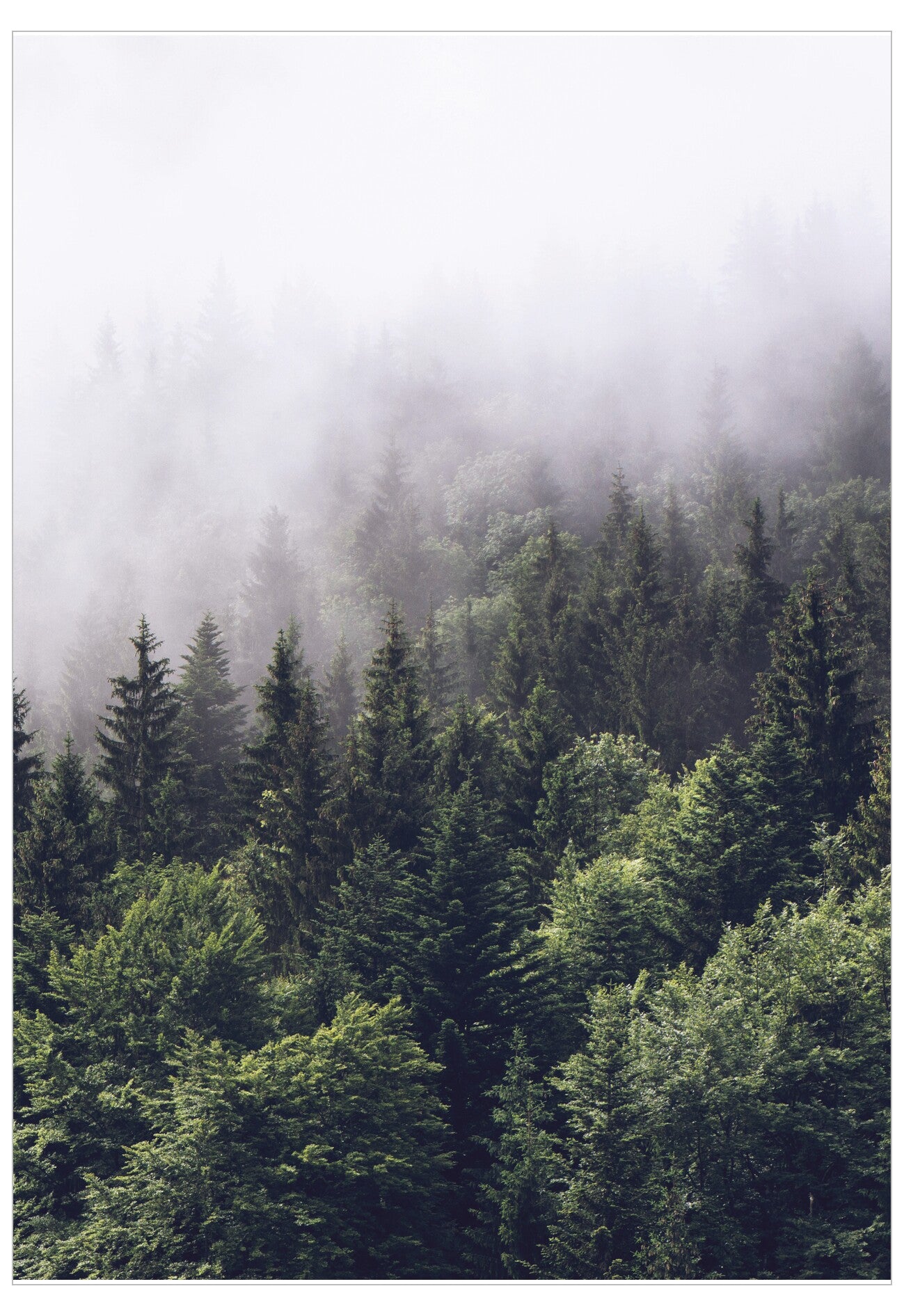 Forest with misty atmosphere