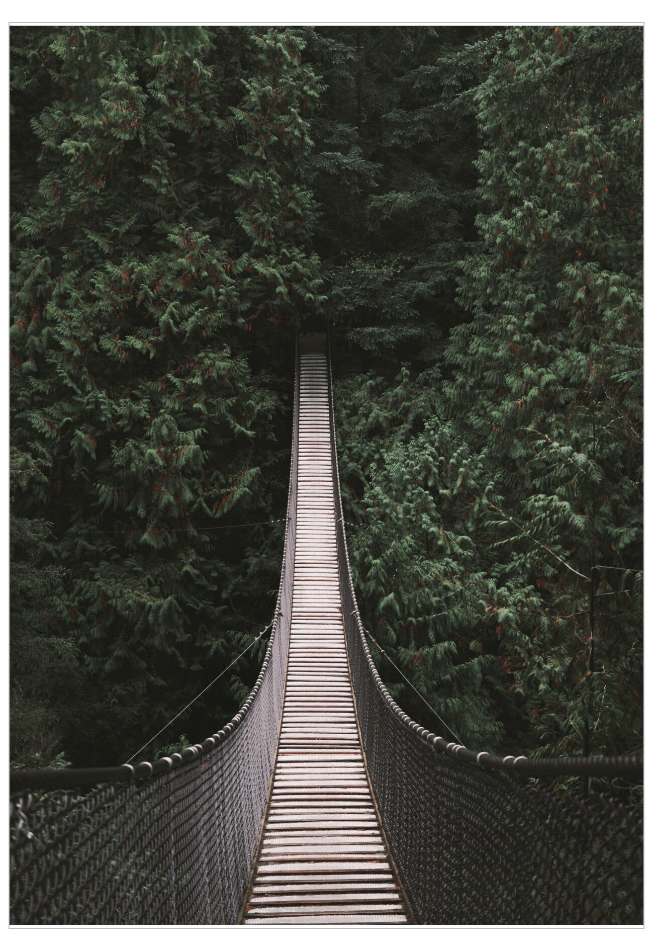 Forest Bridge Poster