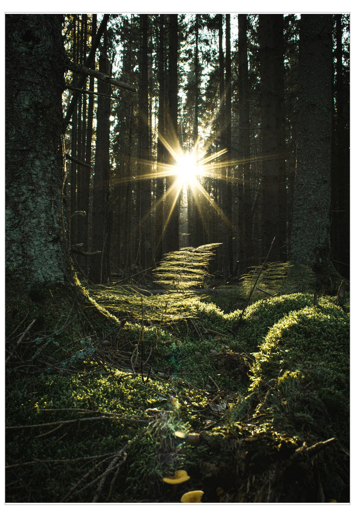 Sunlight filtering through trees in a forest