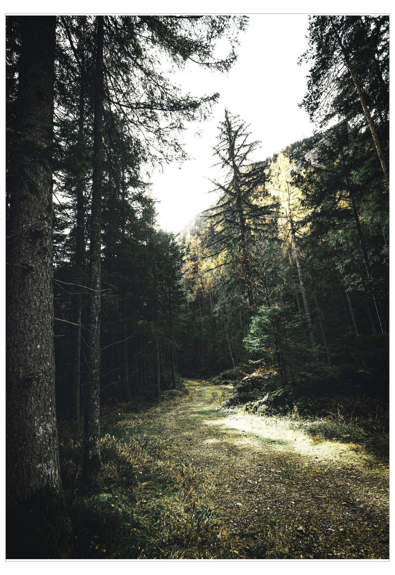 Winding path through a dense forest with sunlight filtering through the trees.