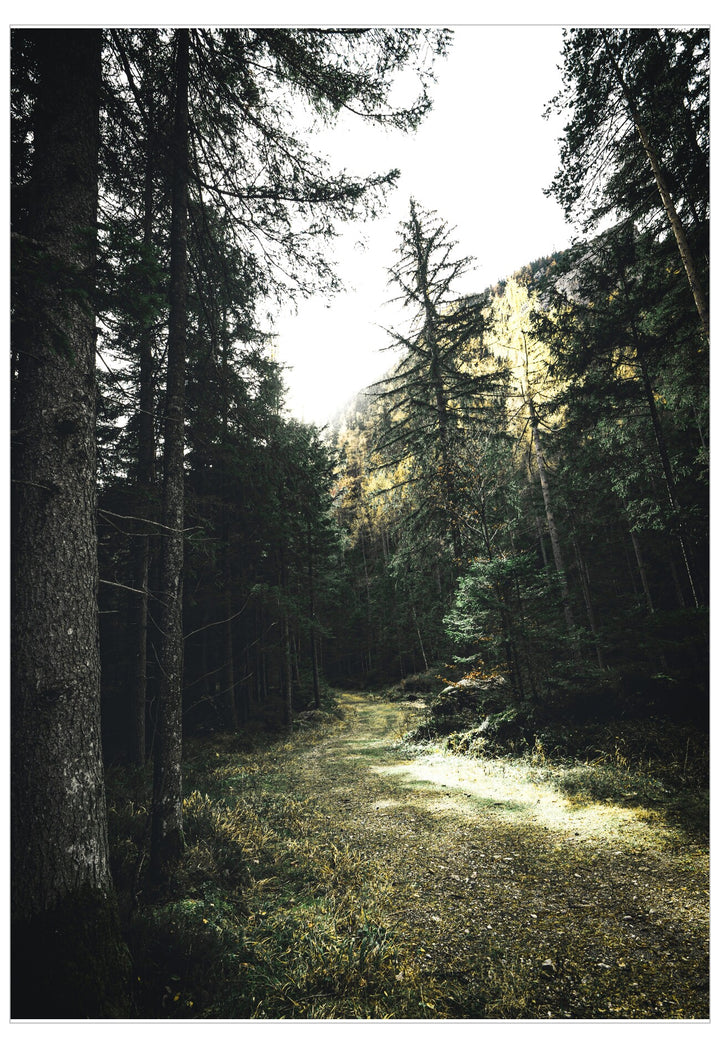 Winding path through a dense forest with sunlight filtering through the trees.