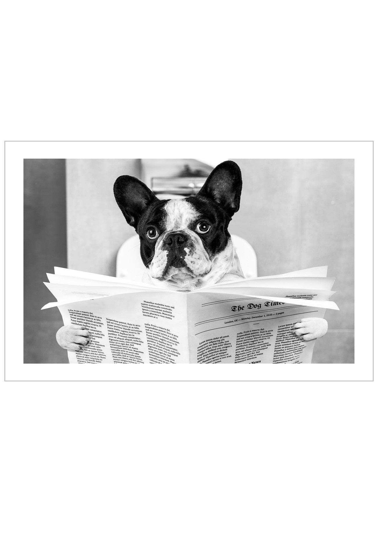 French Bulldog reading a newspaper with a black and white color scheme