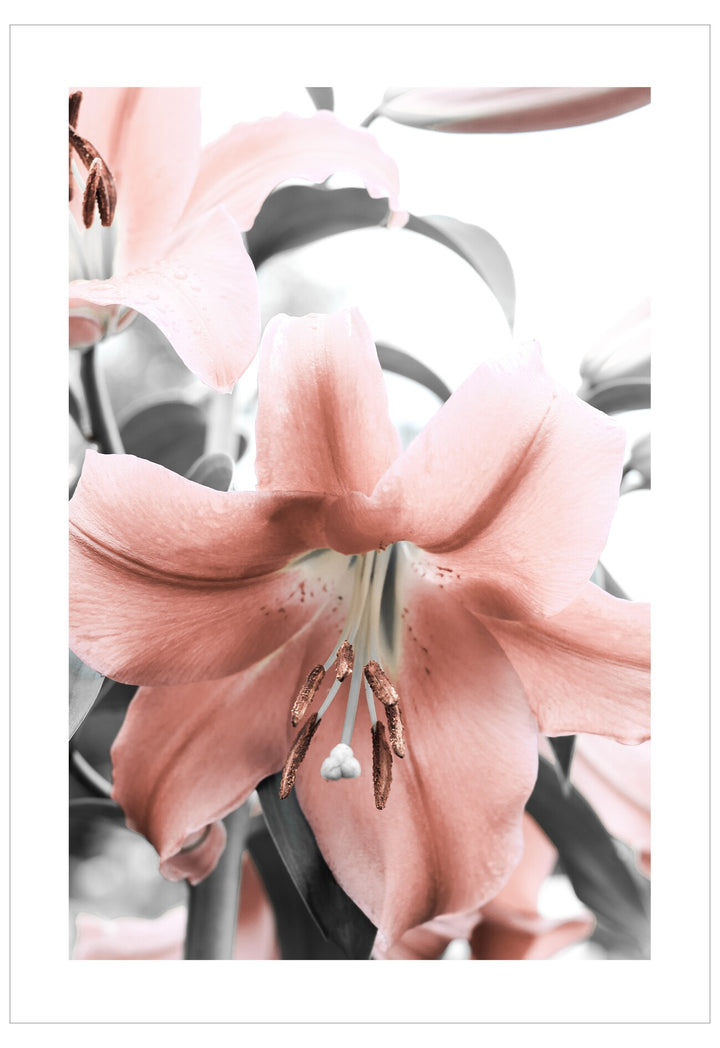 Close-up of pink flowers with a blurred background