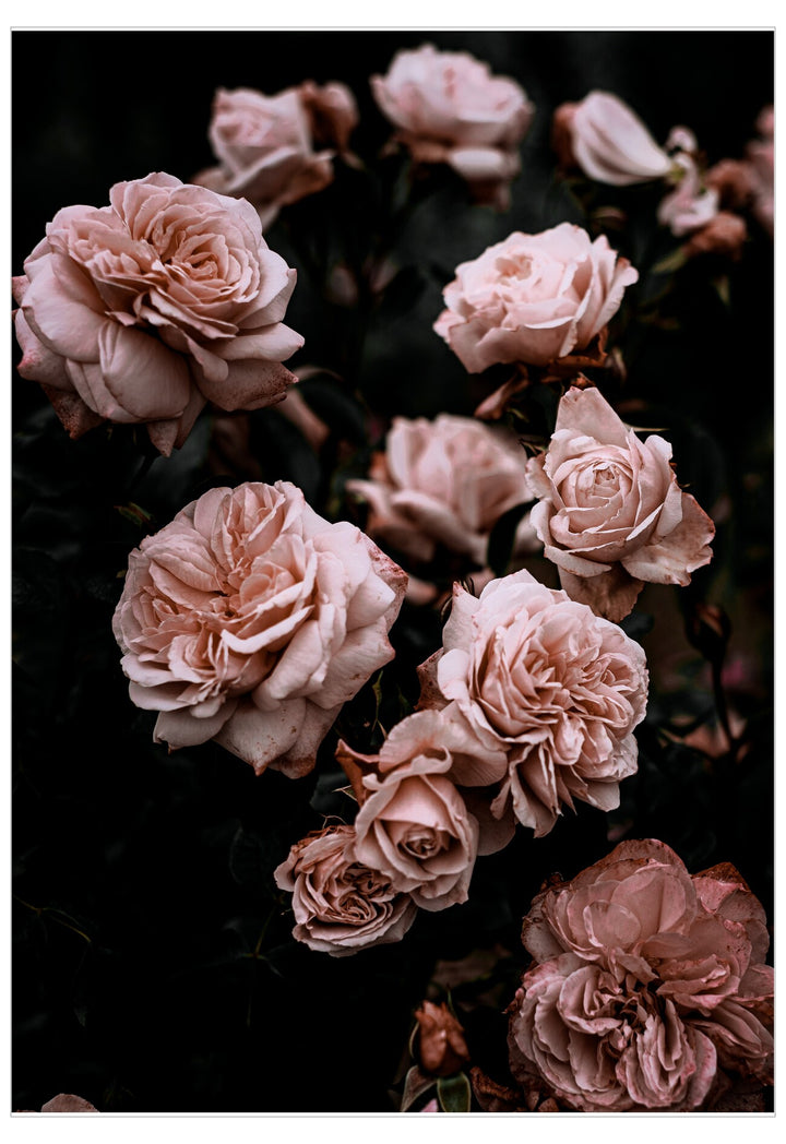 Close-up of pink roses against a dark background