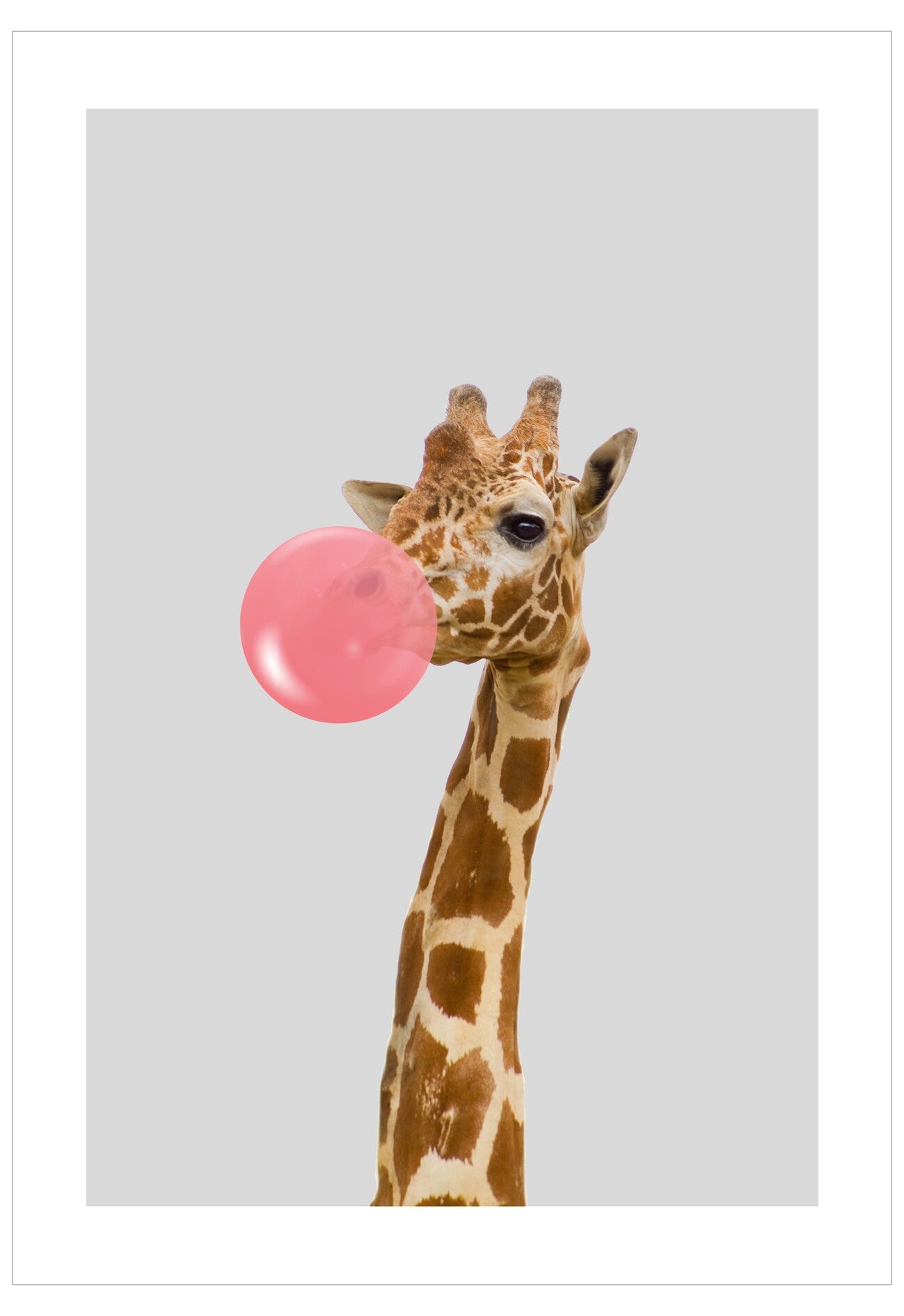 Giraffe blowing a pink bubble on a gray background