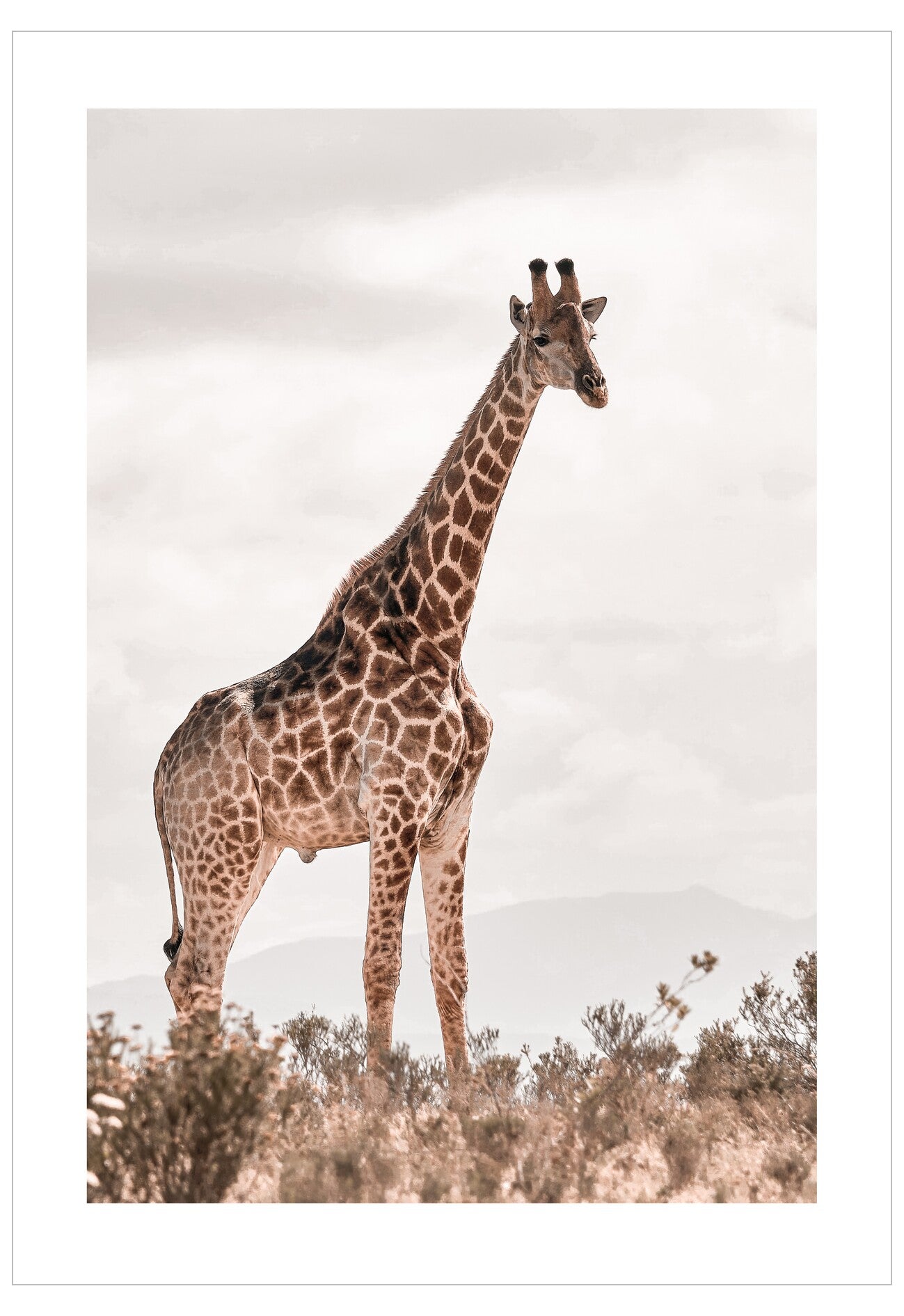 Giraffe standing in a natural setting with a plain background