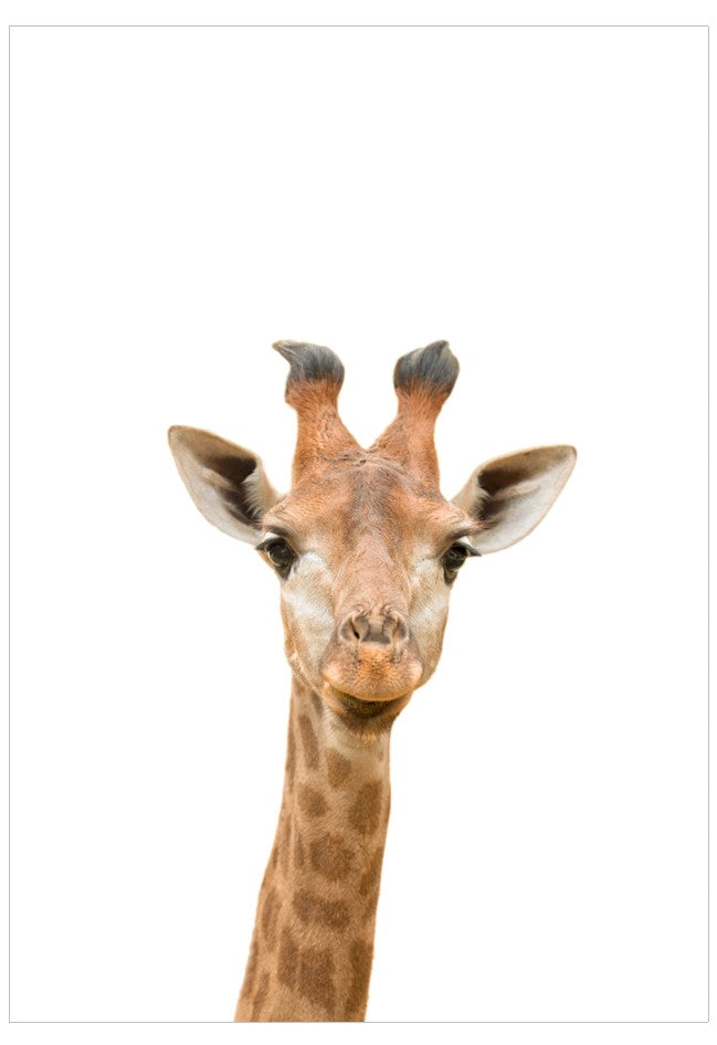Close-up of a giraffe's head on a white background