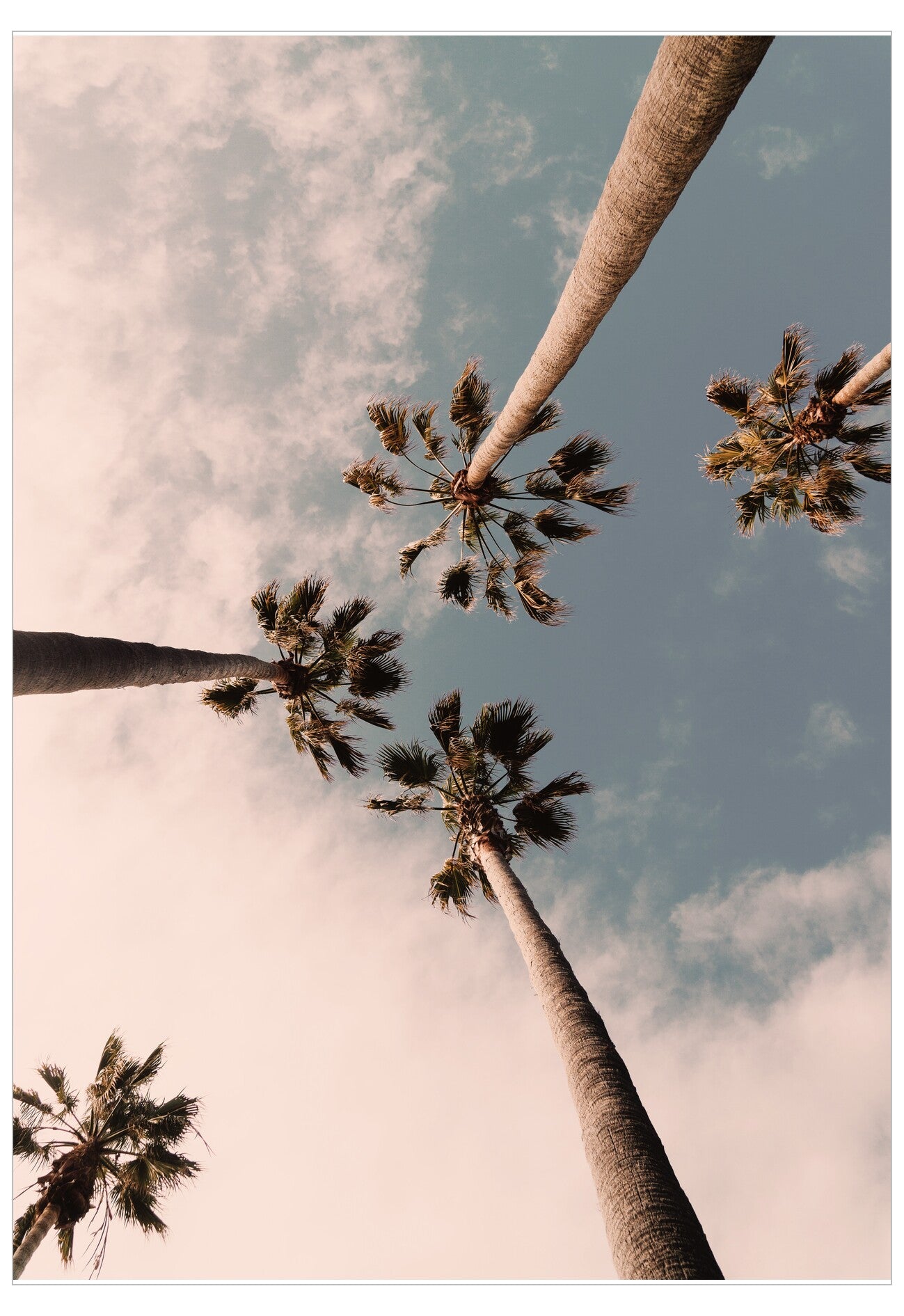 Palm trees against a sky with clouds
