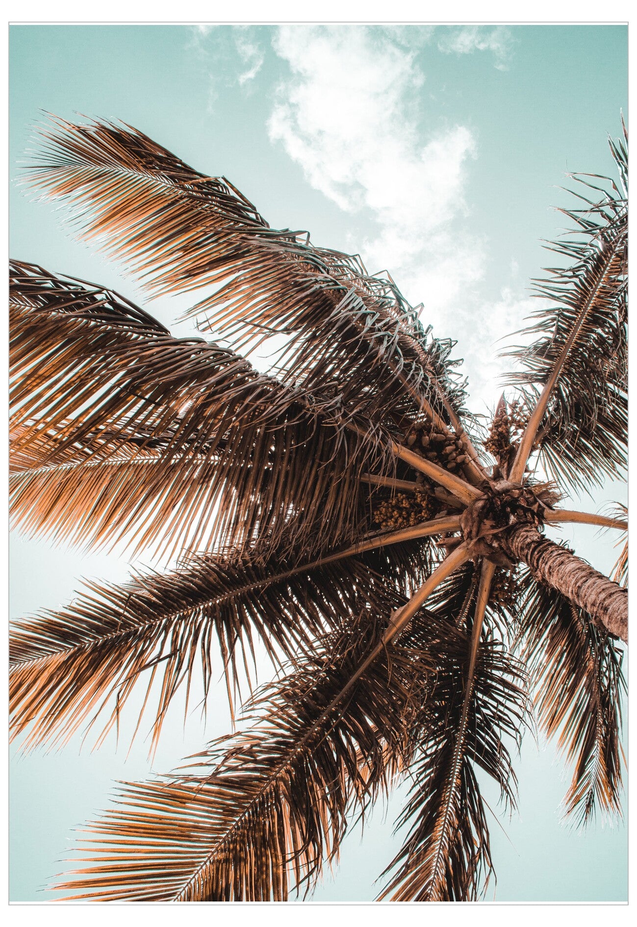 Palm tree against a light blue sky with scattered clouds