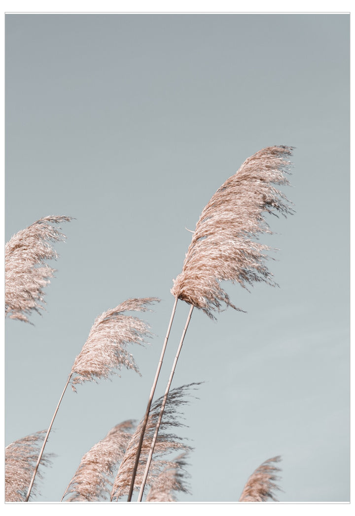 Reeds swaying in the wind against a light blue sky