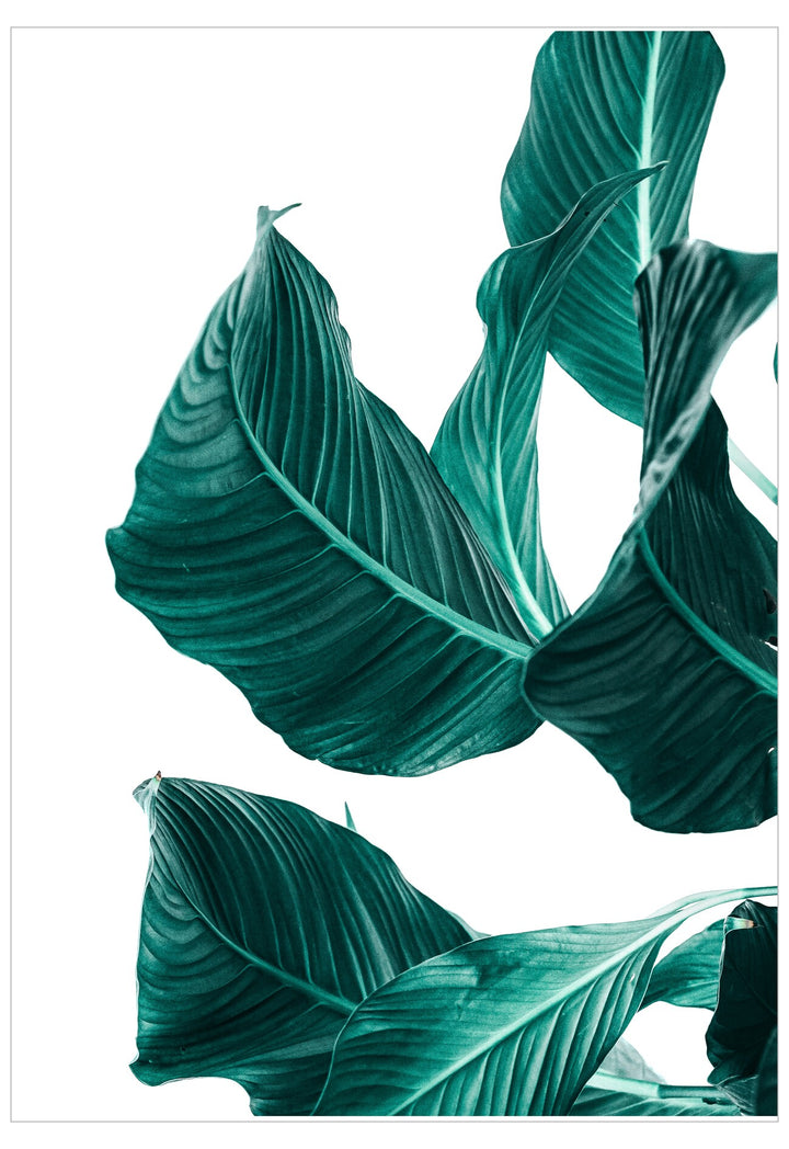 Close-up of green leaves on a white background